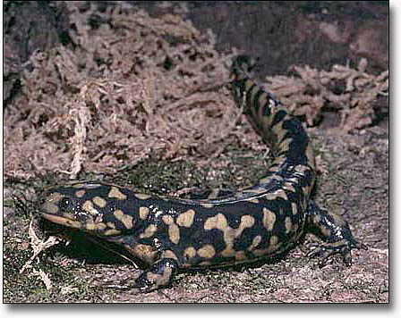 2011_0220_Eastern-Tiger-Salamander_