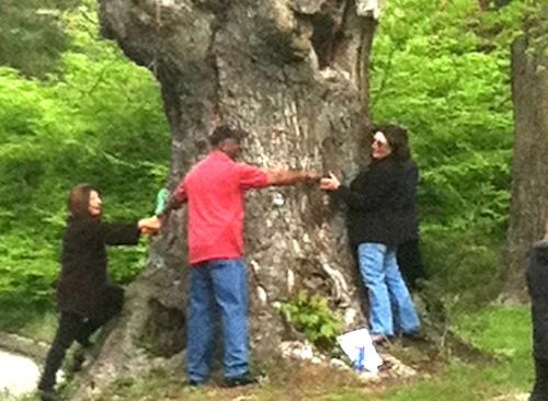 2012_0427_wading_river_oak
