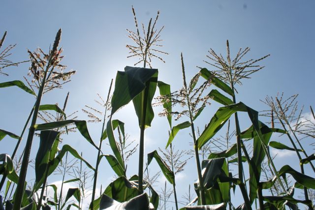2013 0704 corn