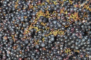 2013 0904 paumanok grapes