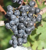 2013 0904 paumanok grapes 2