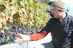 2013 0904 paumanoke vines