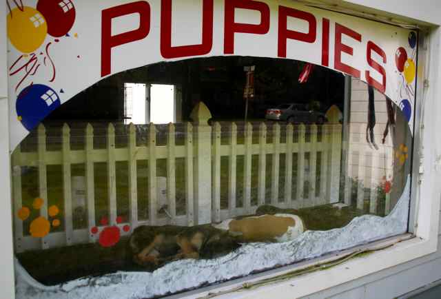 Puppies for sale in an Aquebogue pet store in 2011