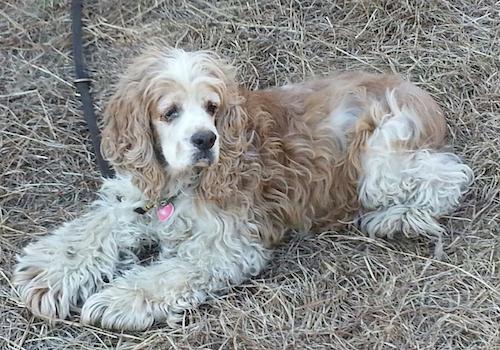 Freckles, Jean Taber's Cocker Spaniel, after being rescued by State Police this afternoon. (Courtesy photo)