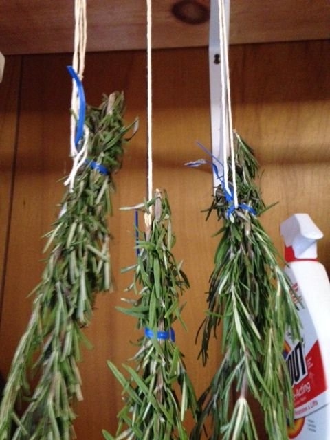 Step 2: Using twine, hang the bunches in a cool, dry place.