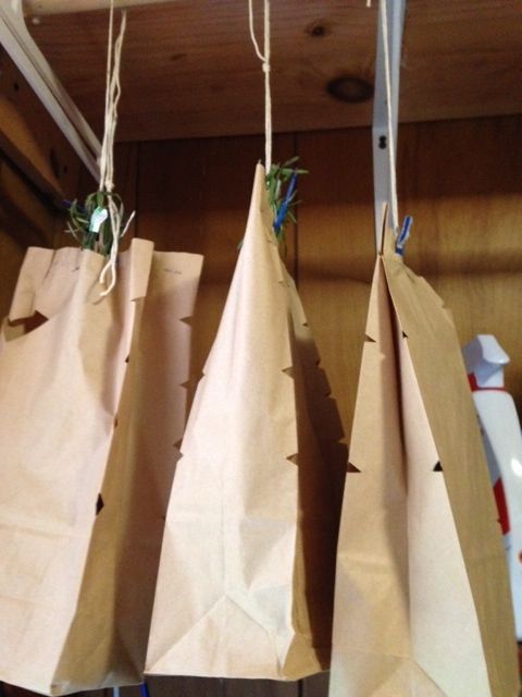 Step 3: Place a brown paper lunch bag over each bunch, securing the top of the bag with a stapler.