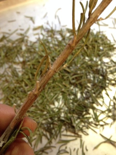 Step 4: After leaves are dried, remove from stem over a piece of parchment paper.