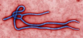2014_1017_ebola_virus_slide