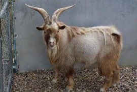 2014_1028_Goat2