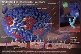 influenza-virus-fulltext