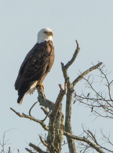 An adult bald eagle perches in a tree on the south side of the Peconic River across from the Long Island Aquarium. Photo: Courtesy of Sean Keenan.