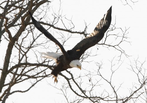A bald eagle diving toward the Peconic River behind the old Sweezy's building on March 7. Photo: Courtesy of Sean Keenan.