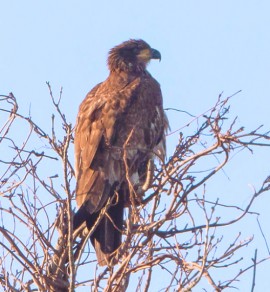 A fledgling bald eagle perches in a tree behind Wedel Sign Company downtown. Photo: Courtesy of Sean Keenan.