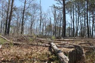 2015_0409_flanders_woods_file_2