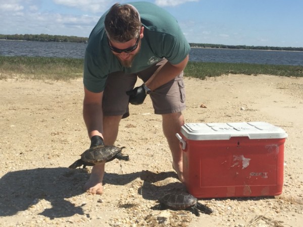 New York State DEC wildlife technician Nick Mancuso collects bodies of dead turtles to send back for necropsies. Photo: Peter Blasl