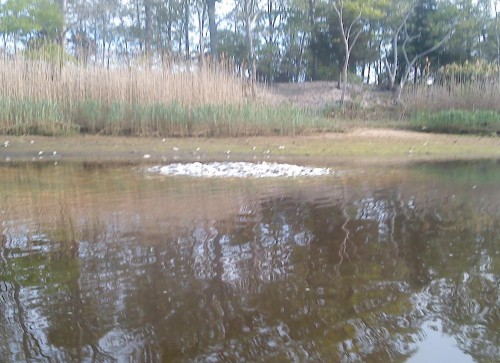 Riverhead Bay Constable Jim Divan reported seeing 'thousands of dead bait fish" while rowing in Peconic River Friday evening. Shown is a pile of dead bunker on the river's edge across from the Moose Lodge. Courtesy photo: Jim Divan