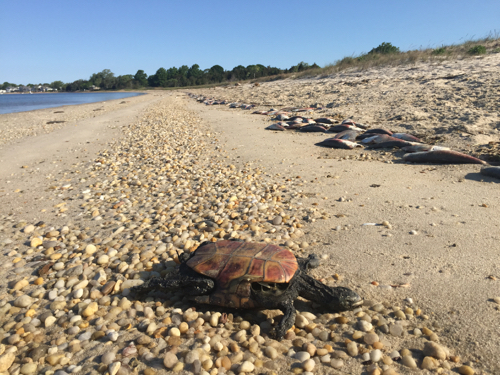 A dead diamondback terrapin turtle and dead bunker washed up on the beach at Simmons Point in South Jamesport May 29. Photo: Peter Blasl