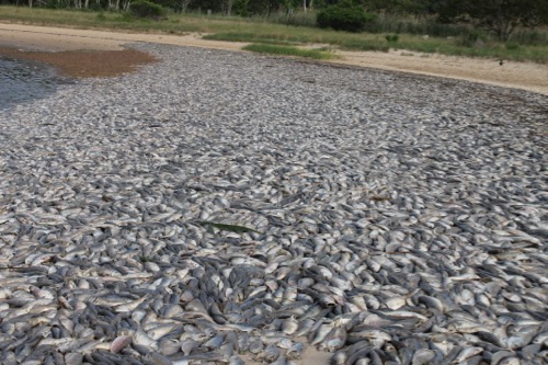 Dead fish on the beach at Indian Island County Park on Sunday. Photo: Denise Civiletti