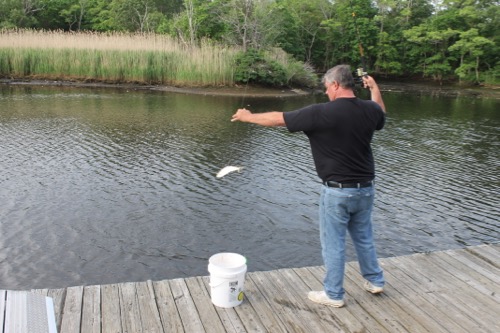 Keith Davis of Riverhead fishing for bunker for use as shark bait off the downtown dock Sunday. "I thought there'd be a lot more," he said.  Photo: Denise Civiletti