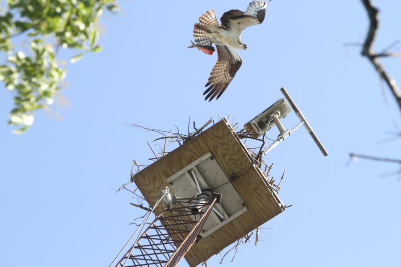 The male osprey brings back a fish for the female osprey, sitting on their eggs in the nest. Photo: Peter Blasl