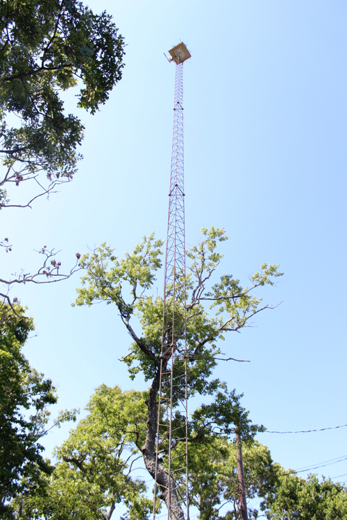 The 80-foot-tall radio tower outside Aprea's house was previously used to communicate with commercial fishing boats. Photo: Katie Blasl