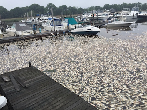 Thousands of dead fish float near the Moose Lodge on June 15 after yet another fish kill that weekend. Photo: Peter Blasl