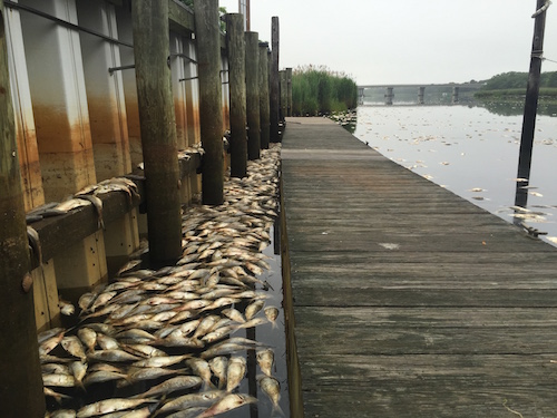Dead bunker line the shore at Riverhead Moose Lodge Tuesday morning. Photo: Peter Blasl