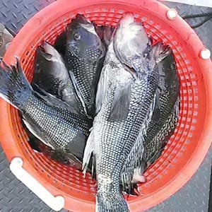 A bushel of sea bass caught aboard the Fishy Business. Photo: Phil Kess 