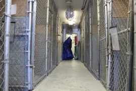 The indoor kennels face each other across a narrow hallway. League staff bleach, sanitize, rinse and dry each kennel daily. Photo: Katie Blasl