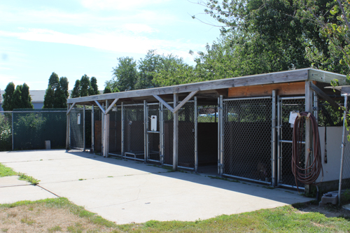 The League installed overhead enclosures so that dogs prone to jumping can spend time in the outdoor kennels during the day. Photo: Katie Blasl