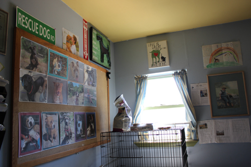 A bulletin board with photos of all the shelter's dogs hangs in the office, along with pictures of dogs who have already been adopted out. Photo: Katie Blasl