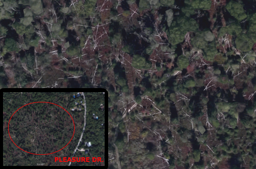Recent satellite image shows fallen dead oak trees in the preserved woodlands west of Pleasure Drive. Inset (bottom left) shows location. Images: Google Earth