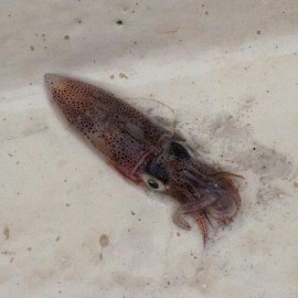 Baby squid were the primary forage this weekend.Photo courtesy of Rob Thompson