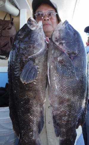 Wing with two keeper tautog caught on the Brooklyn Girl in local waters. 