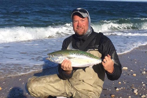 Rob Thompson with a false albacore caught on Truman’s beach. Captain Rob says these guys are everywhere, pick your beach. Courtesy photo: Rob Thompson