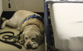 Taffy waits beside Johanna's hospital bed in 2013. File photo: Katie Blasl