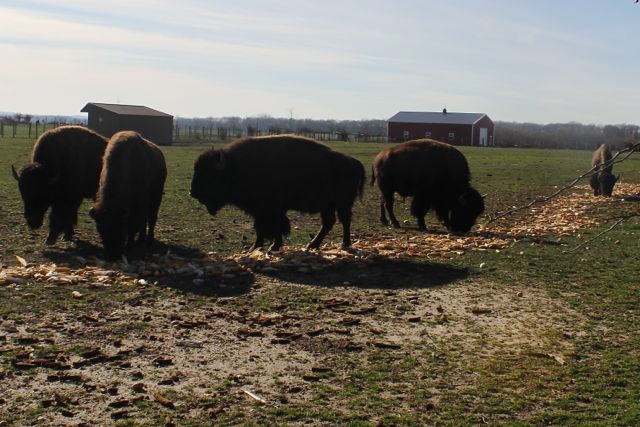 Bison graze at North Quarter Farm in Riverhead. Photo:Denise Civiletti 