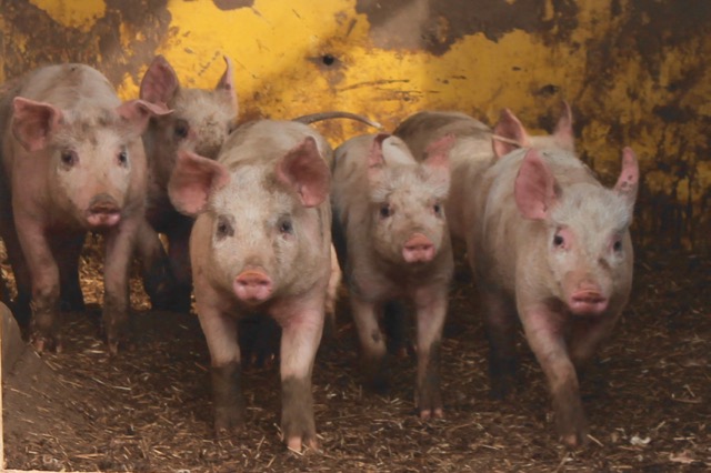 Piglets at Goodale Farms in Aquebogue emerge from their house to greet a visitor. Photo:Denise Civiletti 