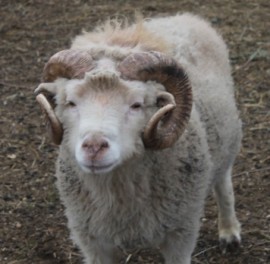 One of a flock of 140 sheep at 8 Hands Farm in Cutchogue. Photo:Denise Civiletti 